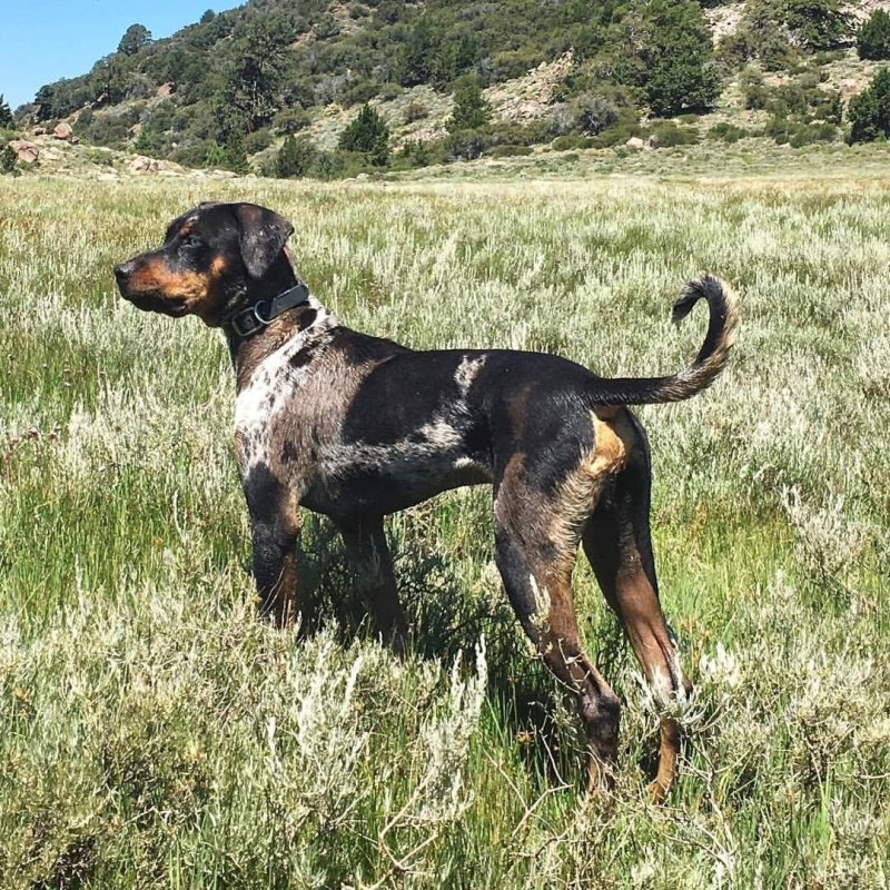 Bluetick Coonhound