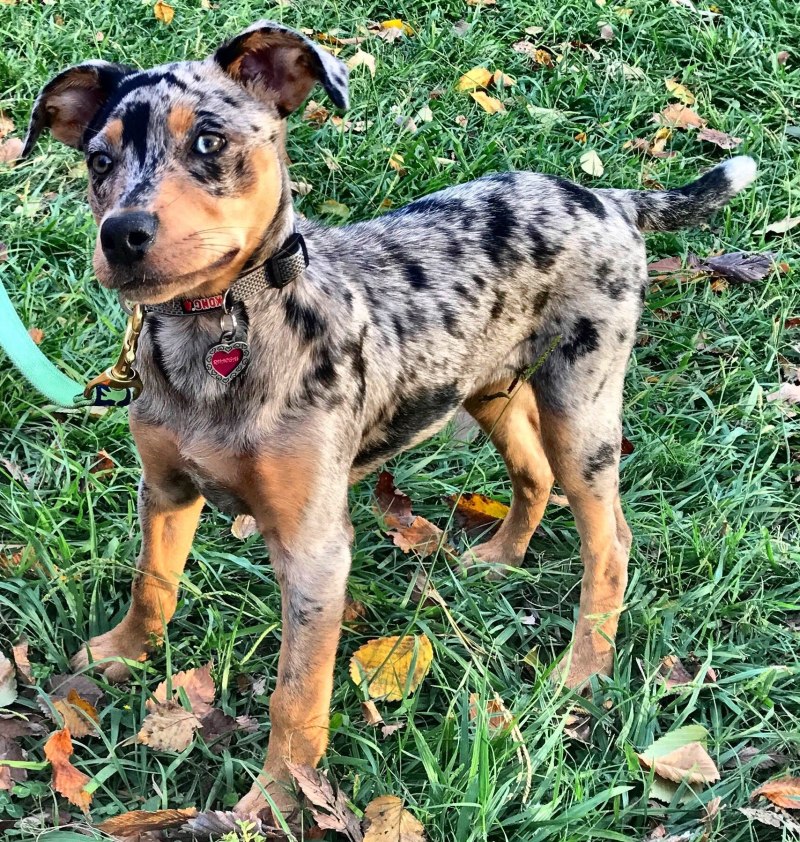 American Leopard Hound
