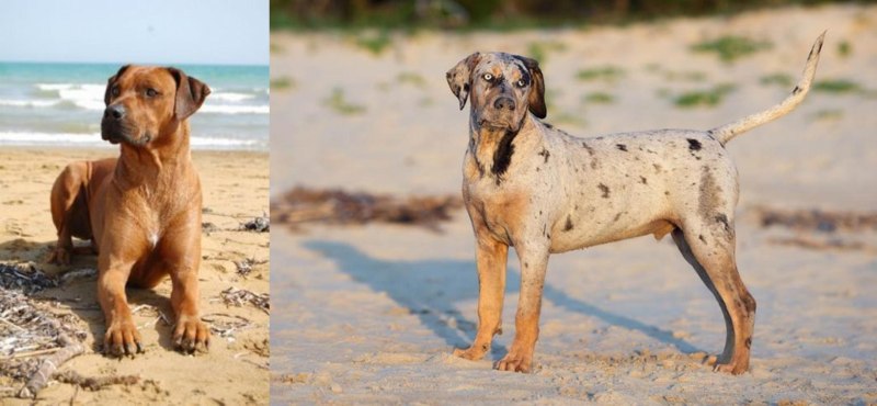American Leopard Hound