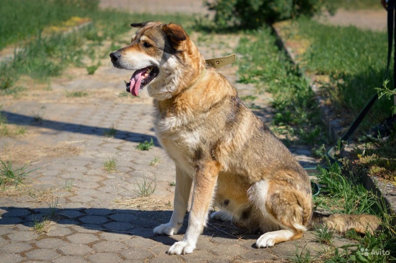 Собака с редкой щетиной