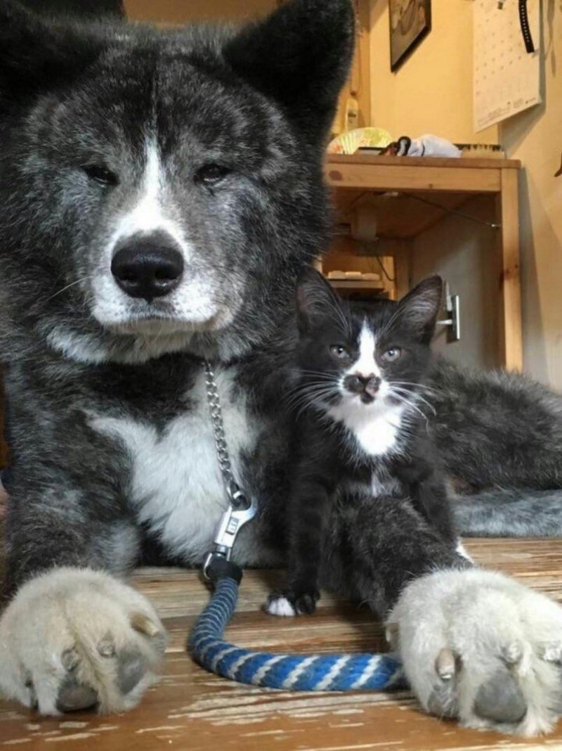 Собака защищает кошку