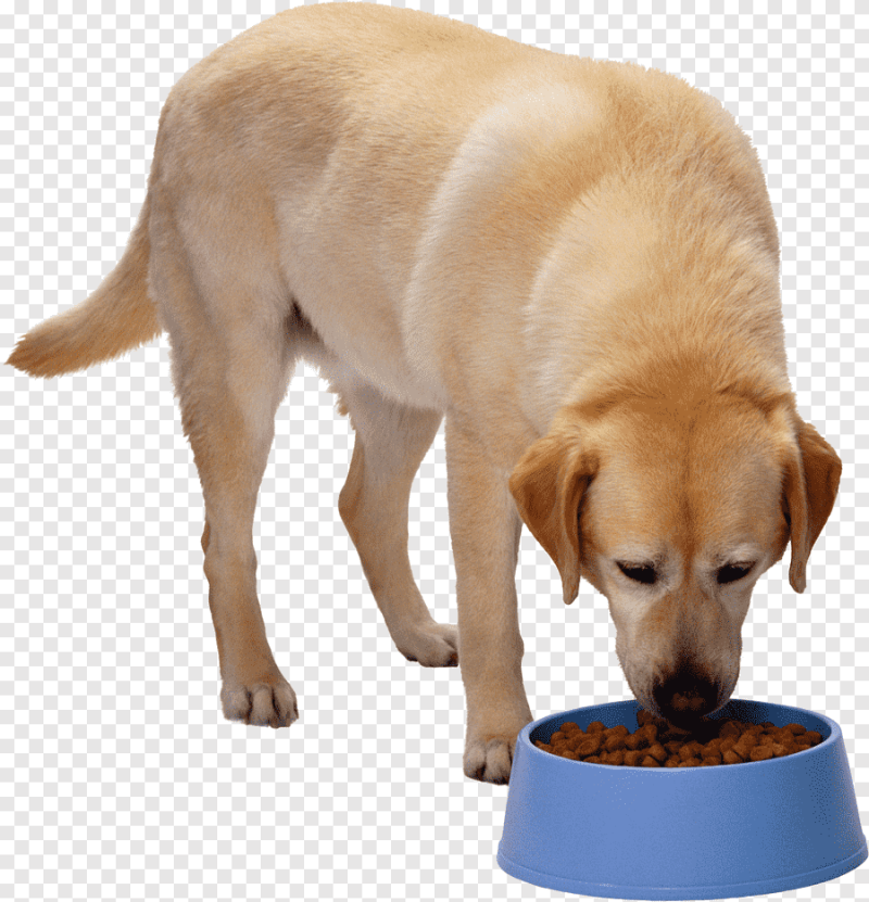 Собака кушает корм