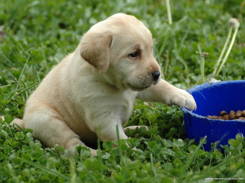 Dog food