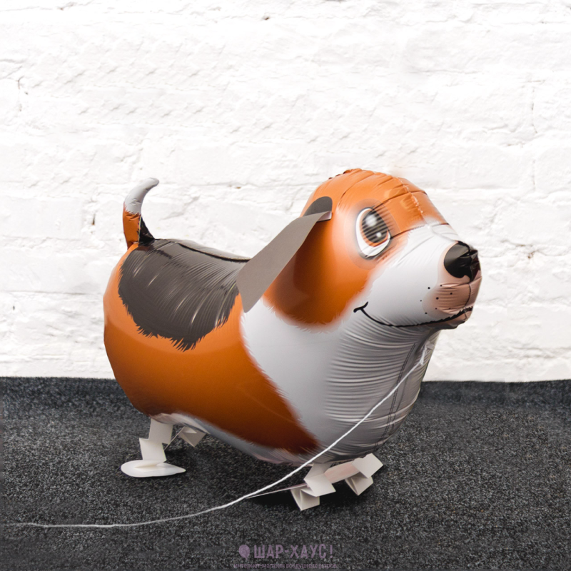 Ходячий шар корги