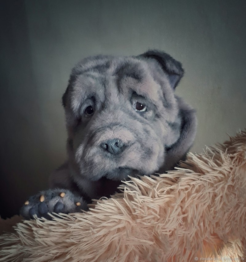 Шарпей синий
