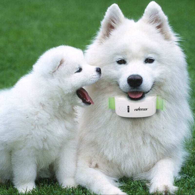 Siberian Samoyed
