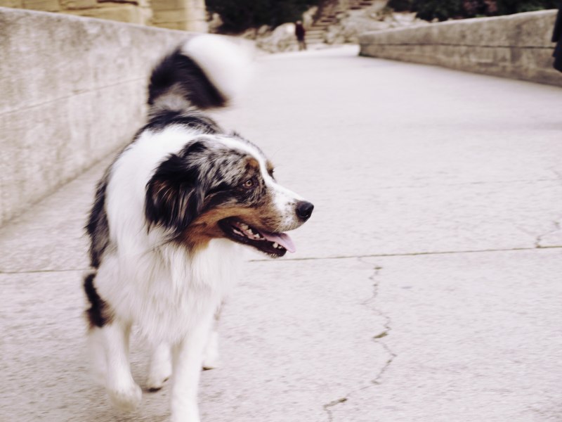 Глеб White Dog Инглесси