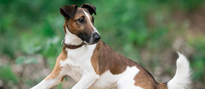 Smooth Fox Terrier