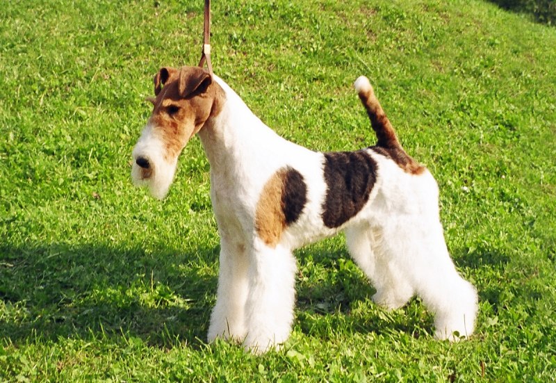 , Smooth Fox Terrier, порода собак