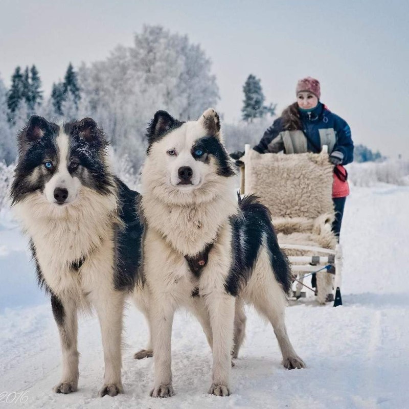 Лайка хаски