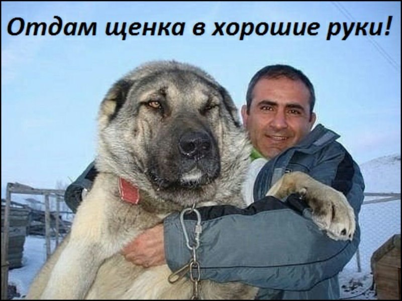 Турецкий кангал чистокровный