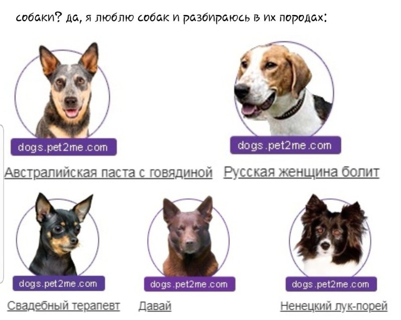 Как я разбираюсь в породах собак