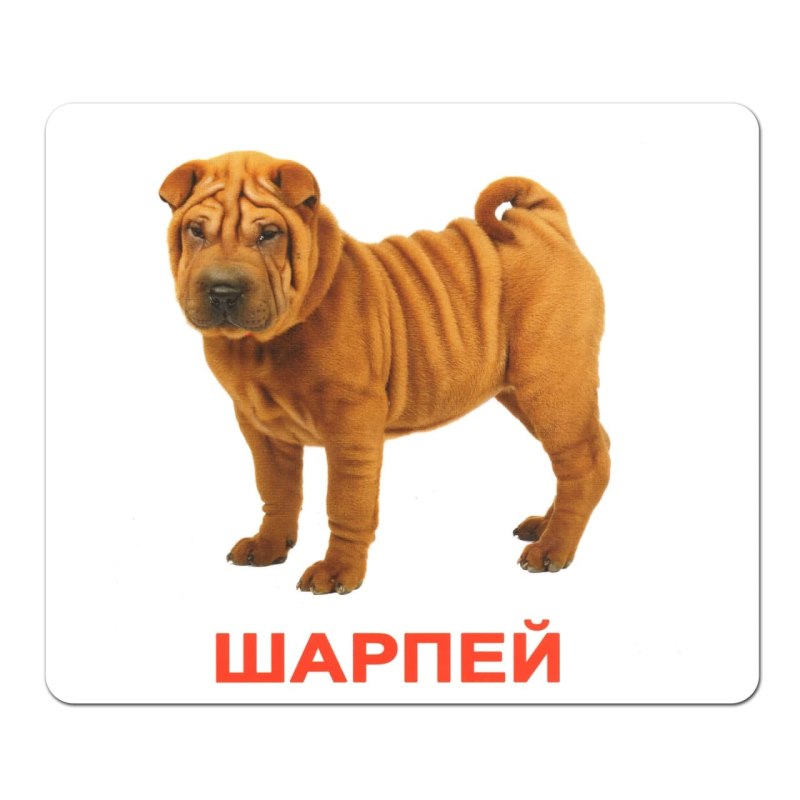 Шарпей с белыми лапами