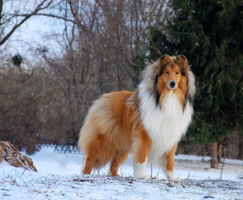 Колли длинношерстный
