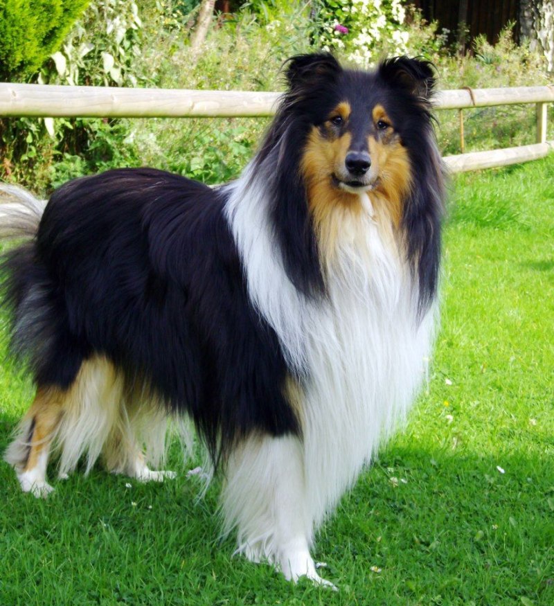 Шотландская колли