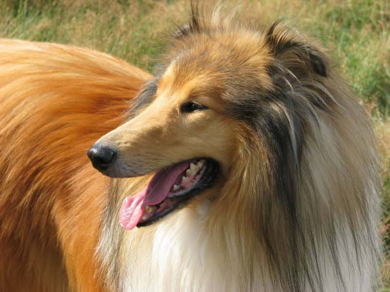 Шотландская колли