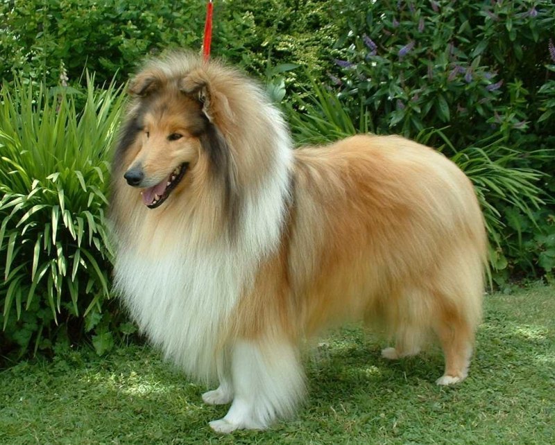 Королевский колли