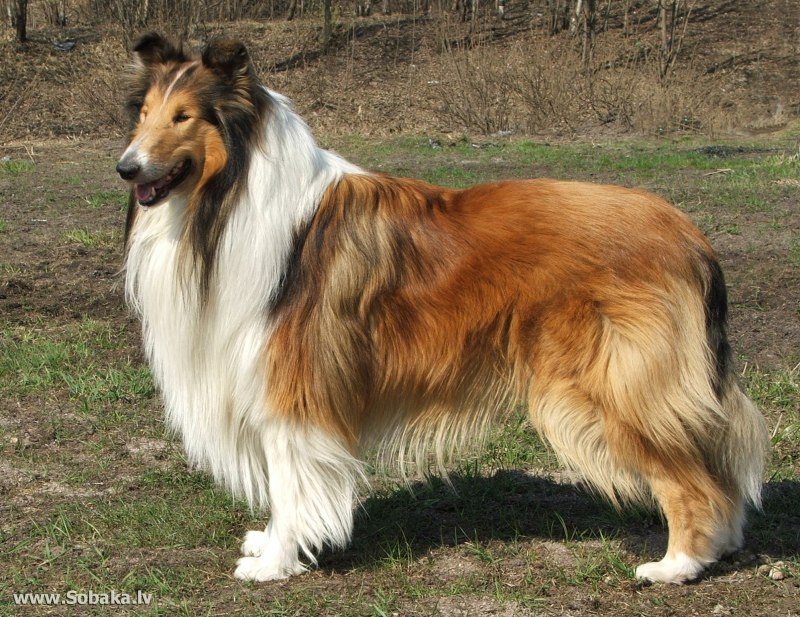 Шотландская колли длинношерстный