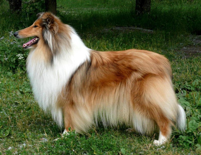 Колли собака