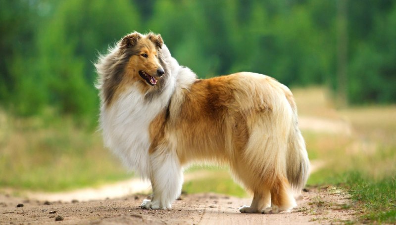 Шотландская колли