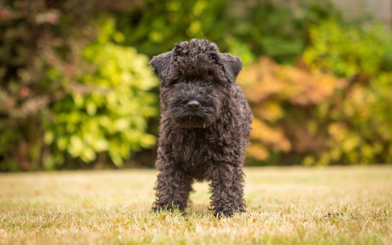 Affenpinscher профиль