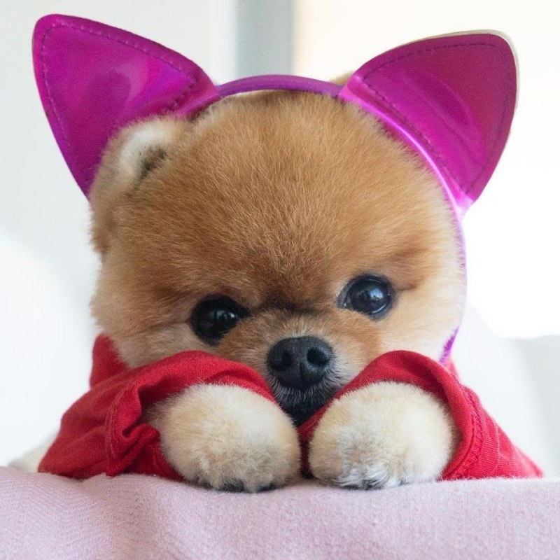 Померанский шпиц Boo