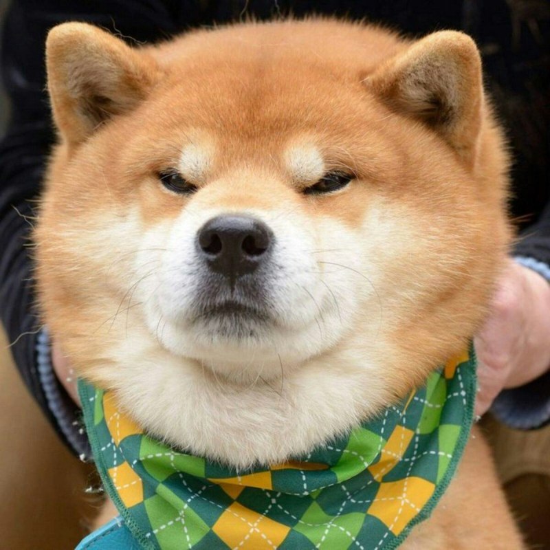 Милые Шпицы в костюмах
