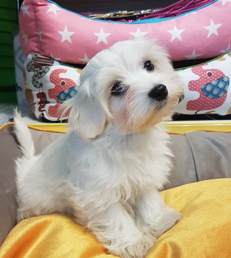 Terrier Maltese Yavru