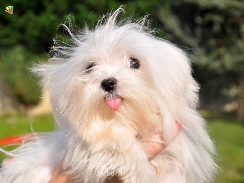 Maltese Pomeranian Mix