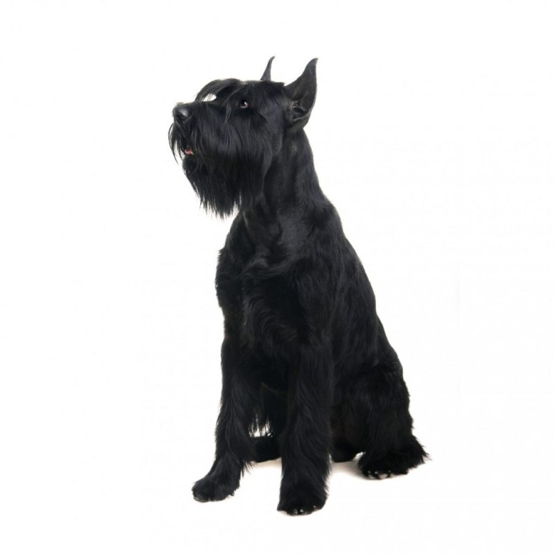 Mini Купер Schnauzer