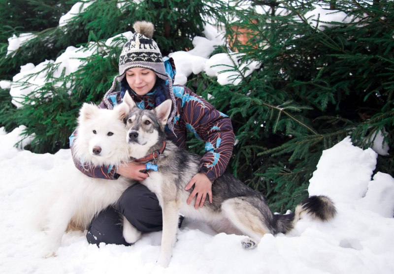 Inuit Sled Dog
