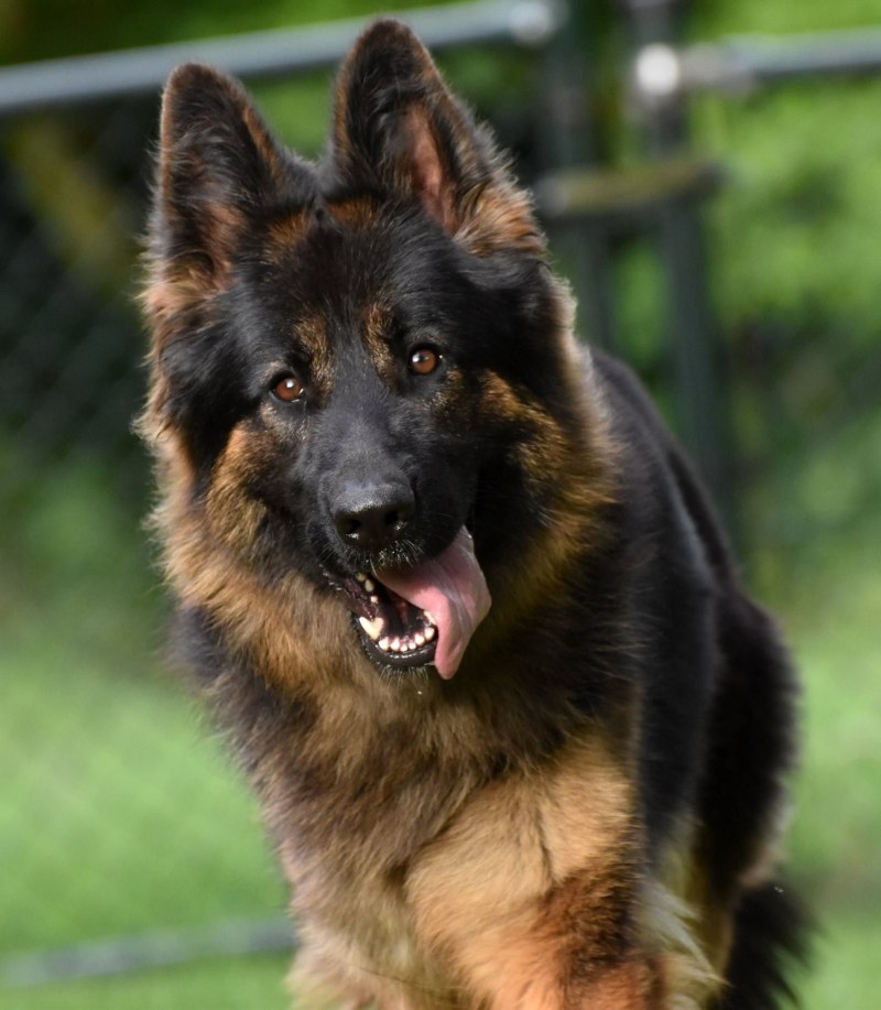 German Shepherd немецкая овчарка