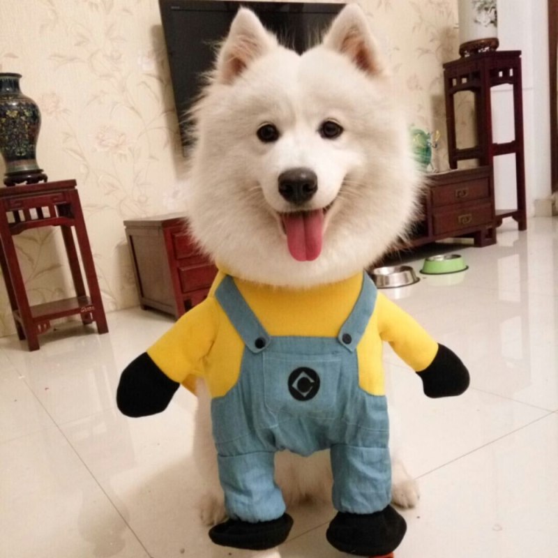 Смешные собачьи костюмы