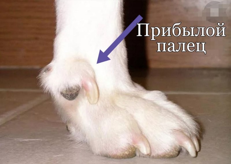 Пястный палец у собаки