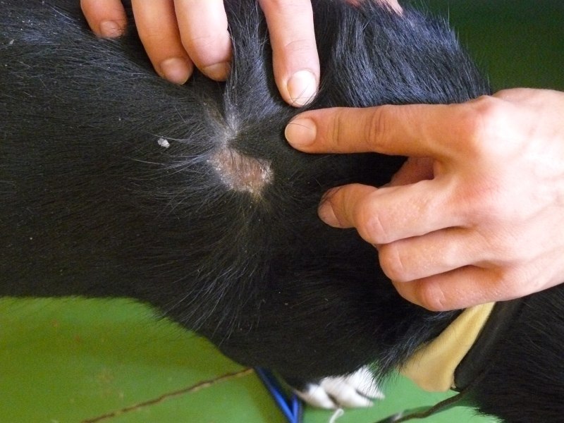 Кошачий стригущий лишай у кошки