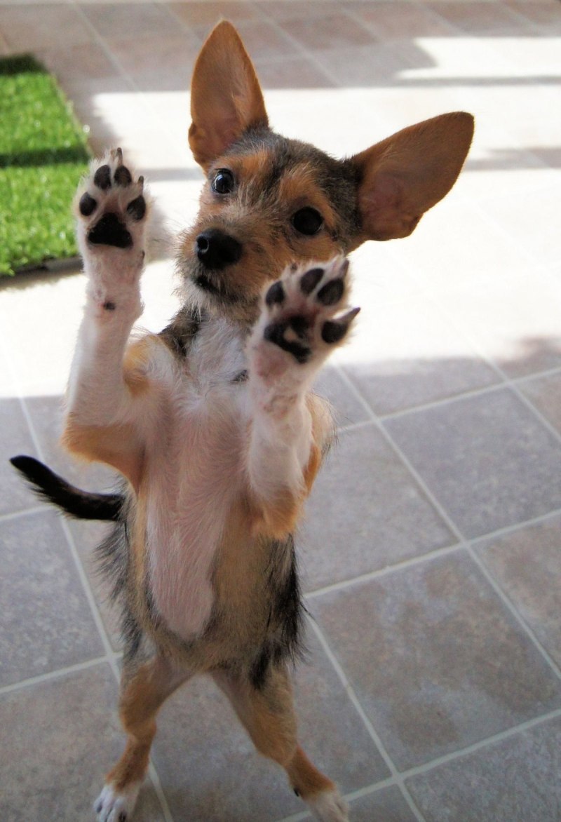Chihuahua Terrier Mix