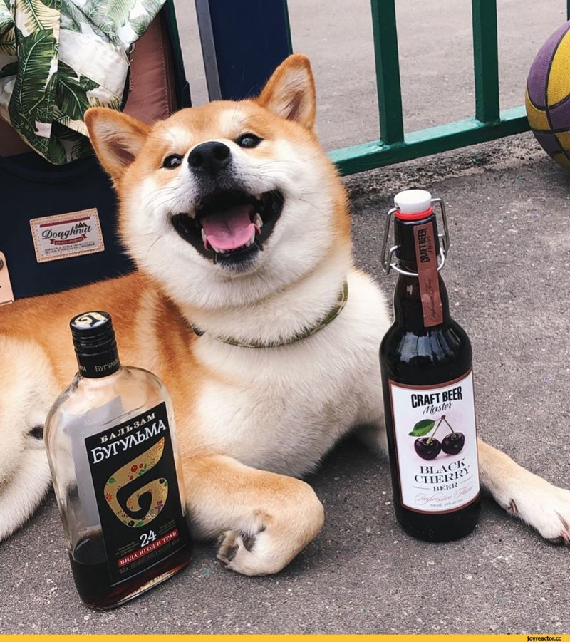 Собака с алкоголем