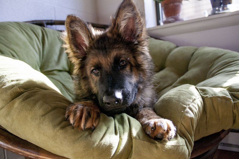 German Shepherd floppy