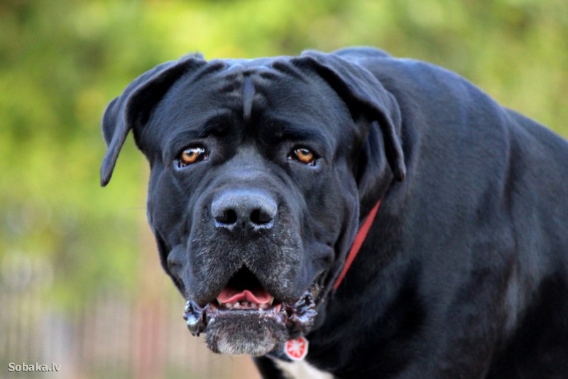Кане Корсо (Cane Corso)