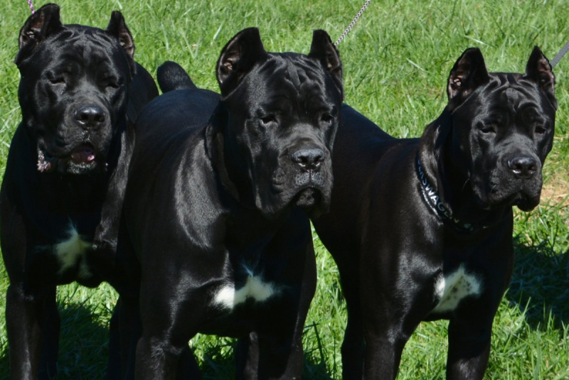 Cane Corso щенки