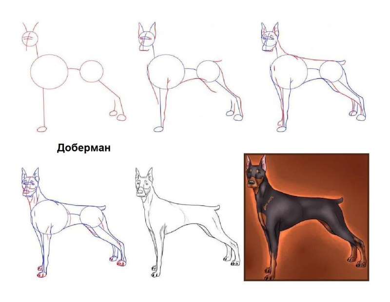 Поэтапный рисунок собаки