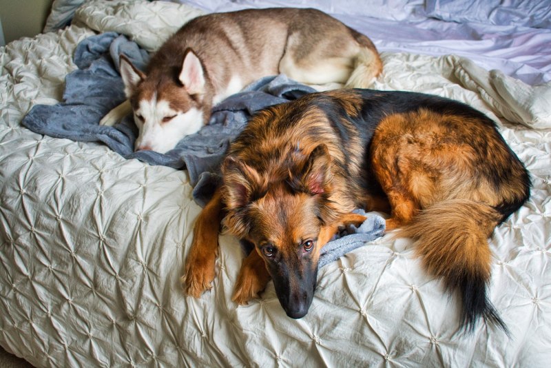 Gerberian Shepsky