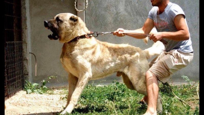 Турецкий алабай кангал