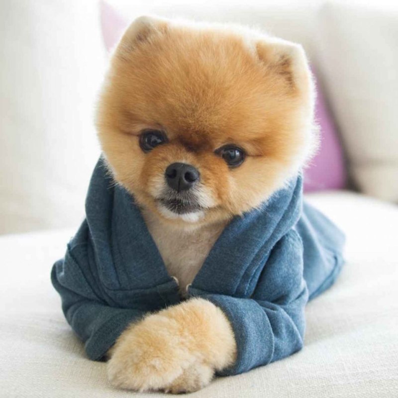 Померанский шпиц Jiff