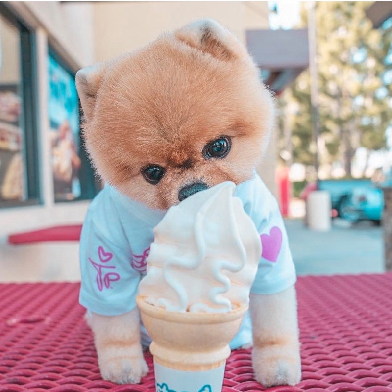 Померанский шпиц jiffpom