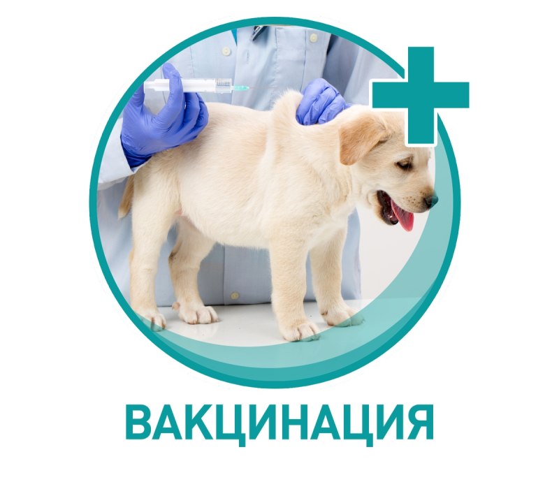 Вакцинация животных