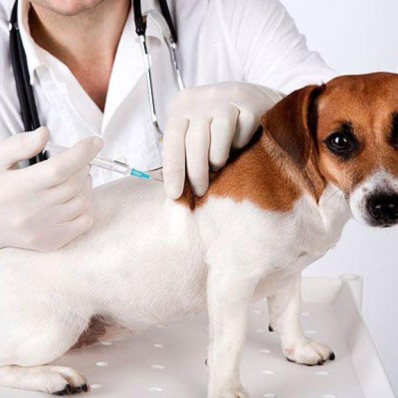Вакцинация животных