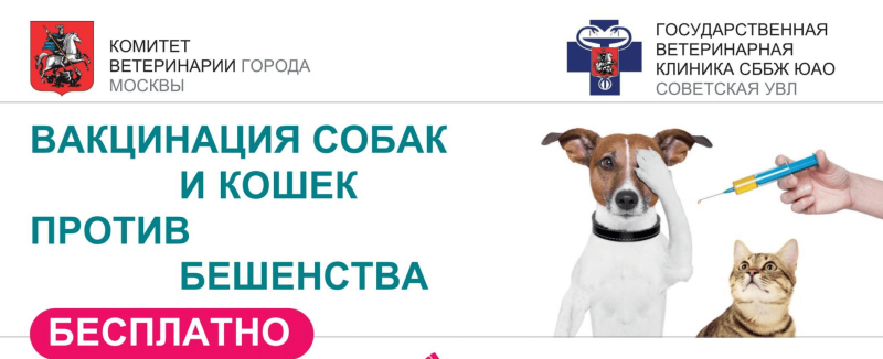 Вакцинация животных от бешенства