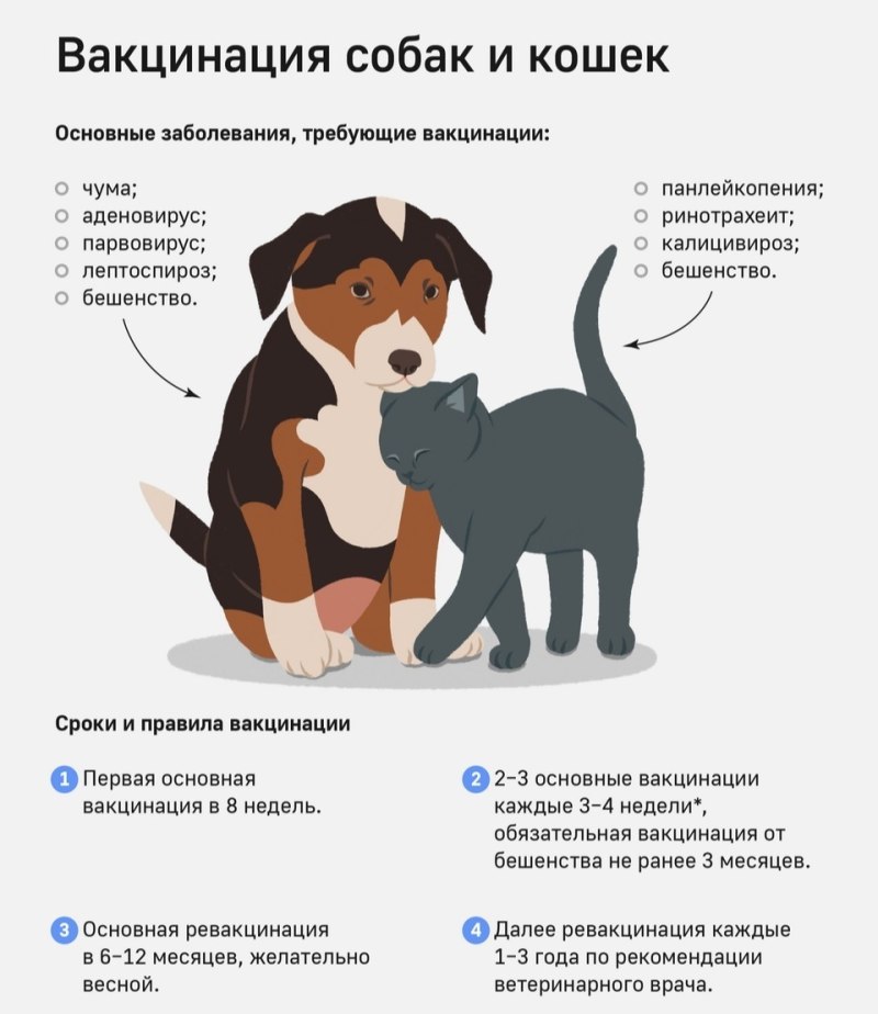 Схема вакцинации собак