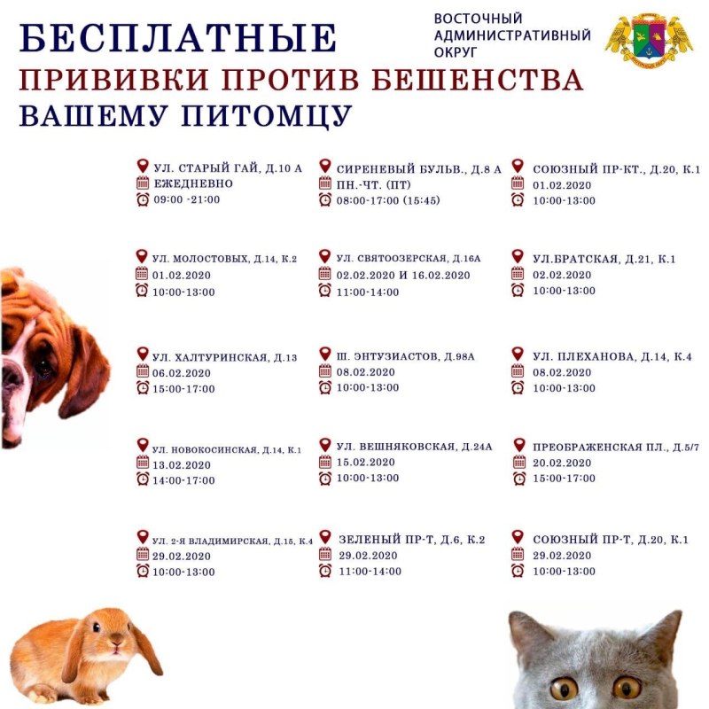 Как поставить собаке прививку от бешенства в домашних условиях